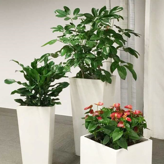 玻钢盆组合植物租赁