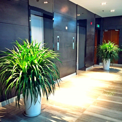 写字楼植物租赁