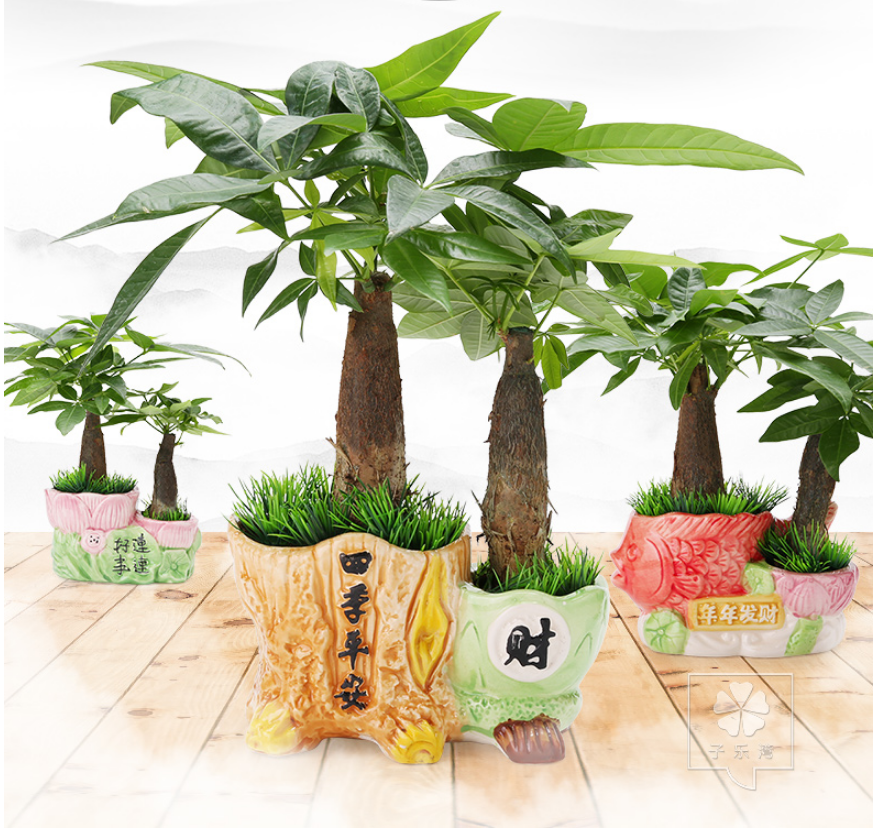 成都植物租赁公司日常办公室植物租赁过程中使