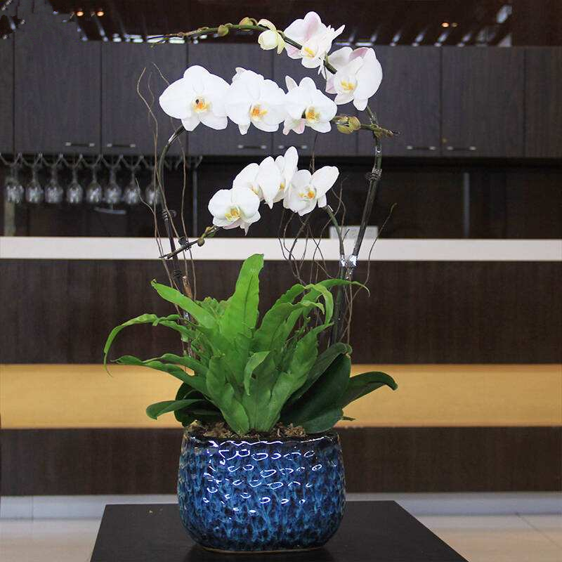 成都植物租赁公司写字楼绿植摆放方案主要包含