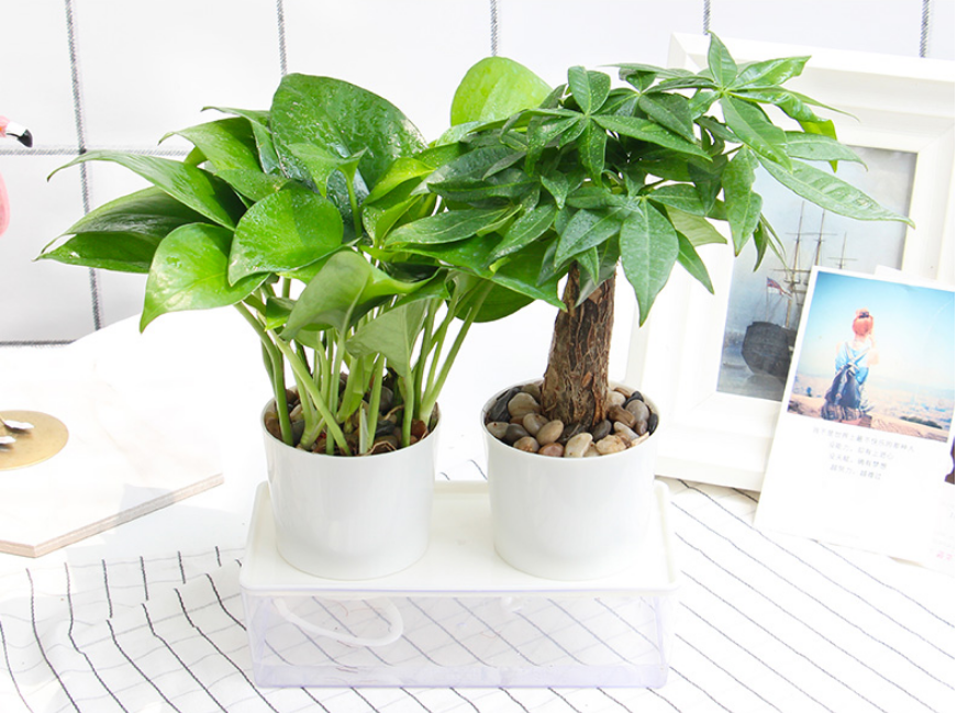 成都植物租赁公司在室内外日常花卉租赁过程中