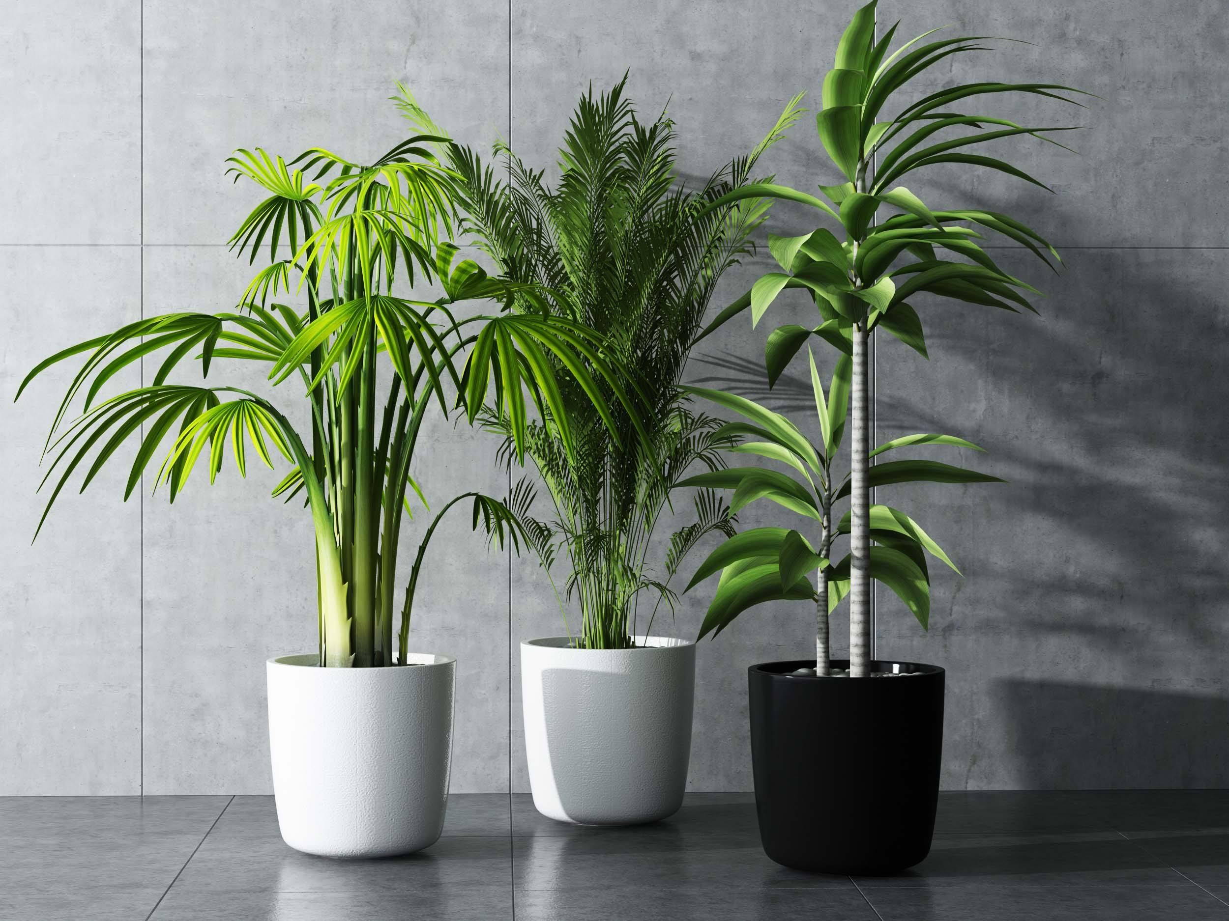 植物租赁服务标准分享