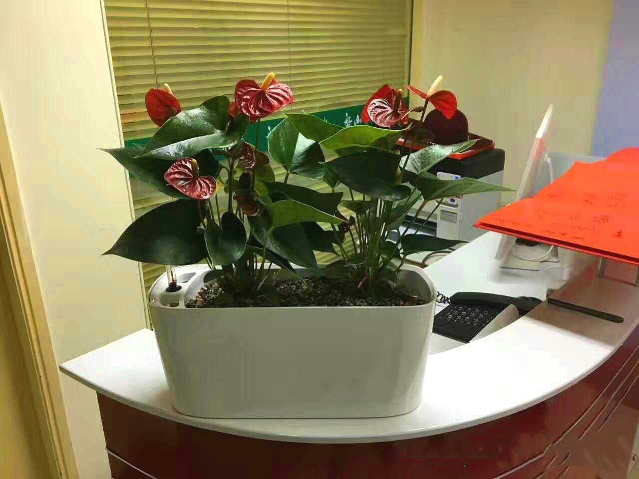 成都植物出租:植物租赁的注意事项