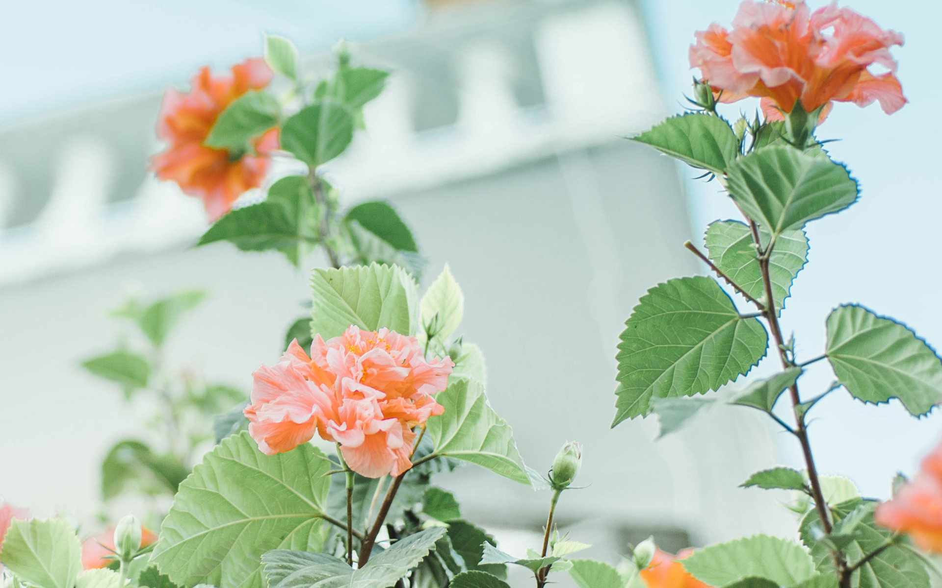 成都双流区植物租赁:绿植的美丽以及好处