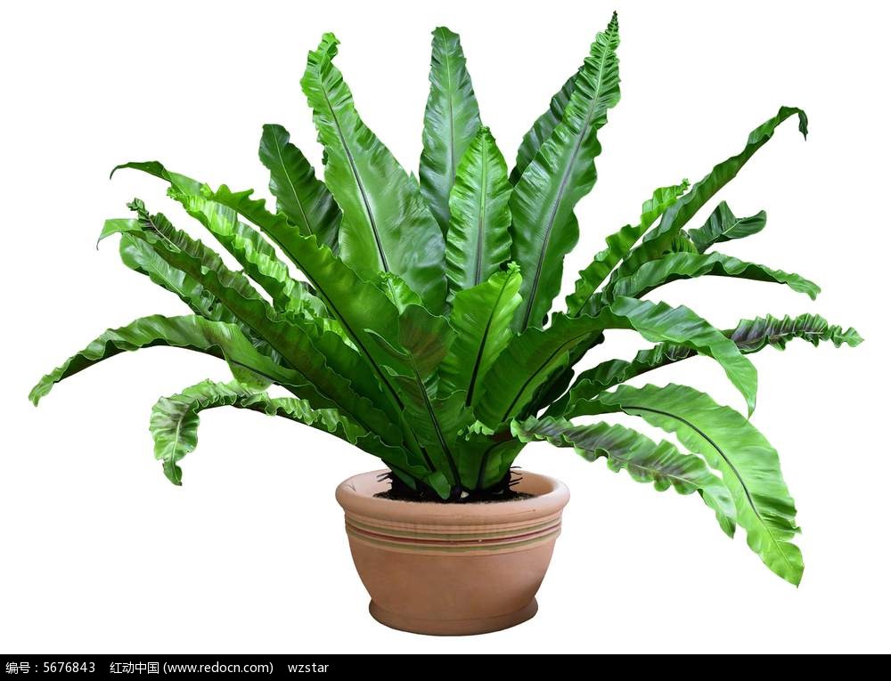 【植物租赁】植物美化环境,植物点缀生活