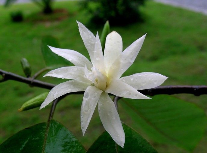 成都花卉植物室内租赁:武侯区室内绿植的选择