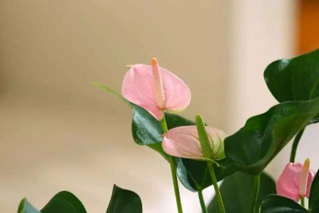 成都室内鲜花盆栽租摆公司
