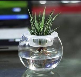 成都花卉盆栽租赁简介如何在水培植物下养鱼
