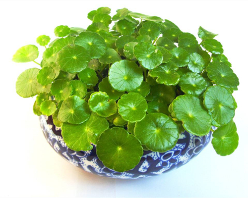 室内盆栽植物有哪些作用?