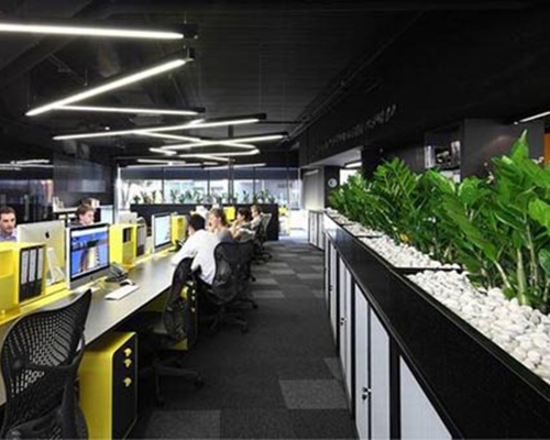 为什么要选择租赁植物而不选择直接购买?