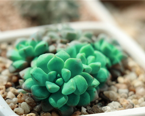 租摆植物多肉养护究竟有哪些好处