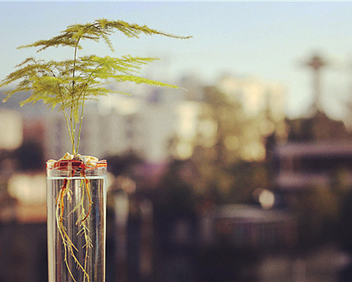 植物租摆文竹养护技巧有哪些