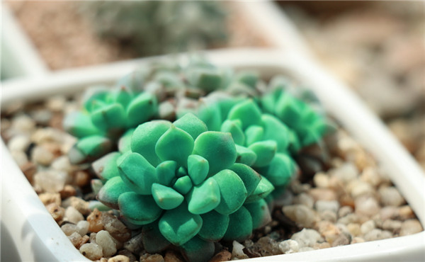多肉植物租摆 多肉植物租摆