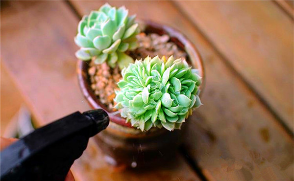 多肉植物益处 多肉植物益处