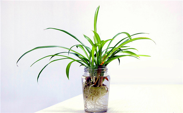 植物摆放讲究 植物摆放讲究
