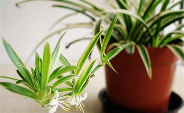 办公室绿植推荐 办公室绿植推荐