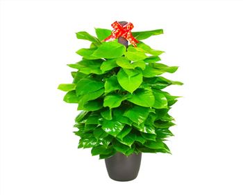 成都植物租赁
