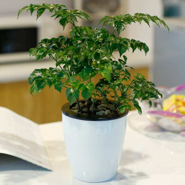 成都办公室盆栽植物租赁的好处(图2)