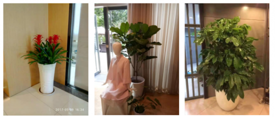 绿植租赁公司：北京办公室绿植(图8)