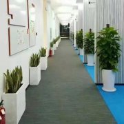 绿植租赁公司:北京办公室绿植