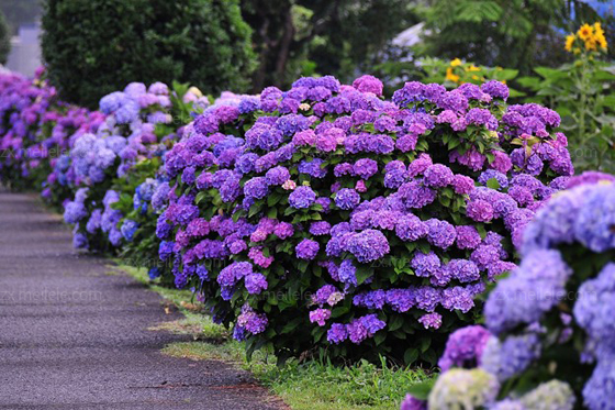 成都植物租摆八仙花图片,八仙花的养殖方法(图2)