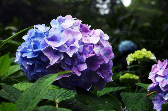 成都植物租摆八仙花图片,八仙花的养殖方法(图4)