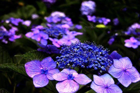 成都植物租摆八仙花图片,八仙花的养殖方法(图6)