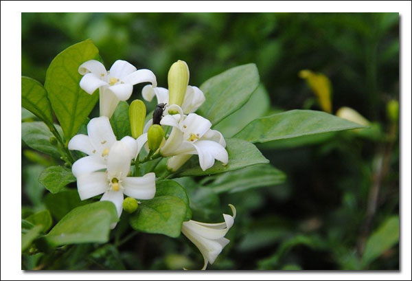 成都植物租赁之米兰花怎么养,米兰花的养殖需要(图4)