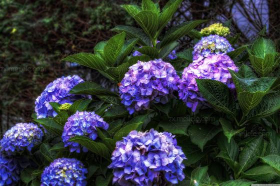 成都植物租摆八仙花图片,八仙花的养殖方法(图4)