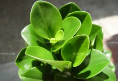 成都植物租摆豆瓣绿怎么养?豆瓣绿可以水培吗