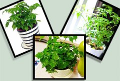 成都植物租赁之幸福树掉叶子的原因,幸福树掉
