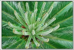 成都植物租摆中铁树怎么养?铁树的养殖方法