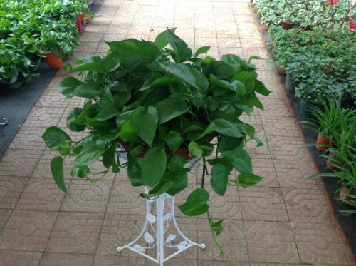 绿植租摆植物介绍以及选择公司注意事项(图1) 绿植租摆植物介绍以及选择公司注意事项(图1)