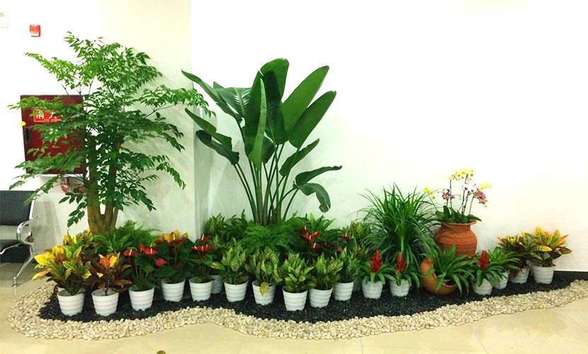 绿植租摆植物介绍以及选择公司注意事项(图2) 绿植租摆植物介绍以及选择公司注意事项(图2)