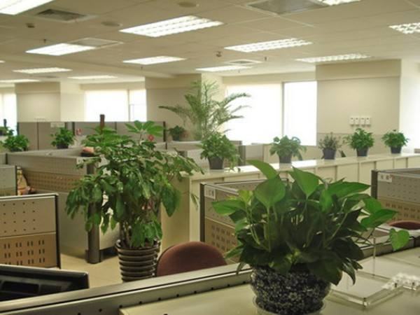 绿植租摆植物介绍以及选择公司注意事项(图3) 绿植租摆植物介绍以及选择公司注意事项(图3)