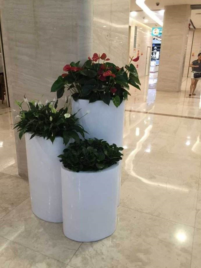 绿植租摆的各种栽培介质介绍以及选择公司的技(图2) 绿植租摆的各种栽培介质介绍以及选择公司的技(图2)