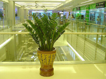 绿植租摆的养护清洁要求及标准(图1) 绿植租摆的养护清洁要求及标准(图1)