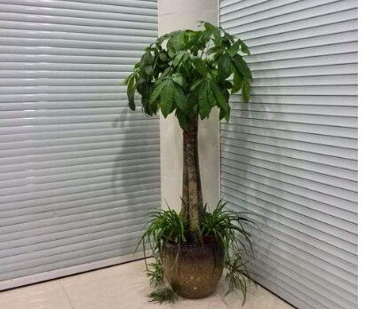 绿植租摆的养护清洁要求及标准(图3) 绿植租摆的养护清洁要求及标准(图3)