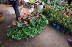 植物租赁公司分享的花卉相关小知识