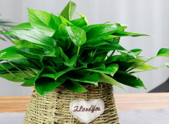 家庭的这些废水也可以当花肥养植物