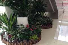 冬季植物死亡不一定都是水浇多了还可能是这些