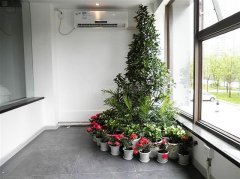 关于植物对空气净化能力的排行榜介绍